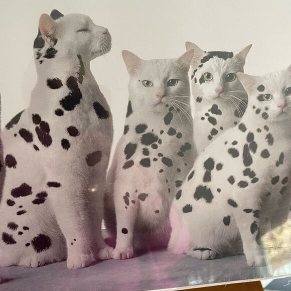 1991 Bybee/SF Dalmatian Cat Poster In A World Full of Copycats Be An Original - Picture 14 of 15
